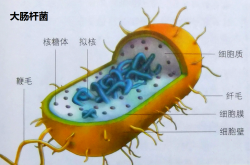 大肠杆菌-细胞模式图.png