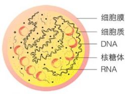 支原体-细胞结构模式图.jpg