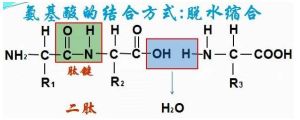 氨基酸脱水缩合的反应