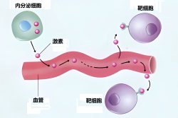 细胞间接传递信息